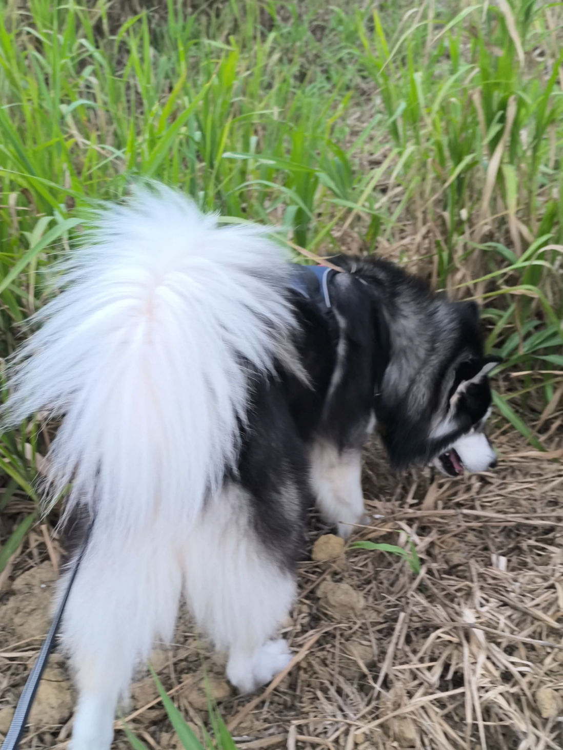 @cythehusky