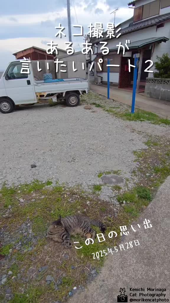 @猫写真家 森永健一