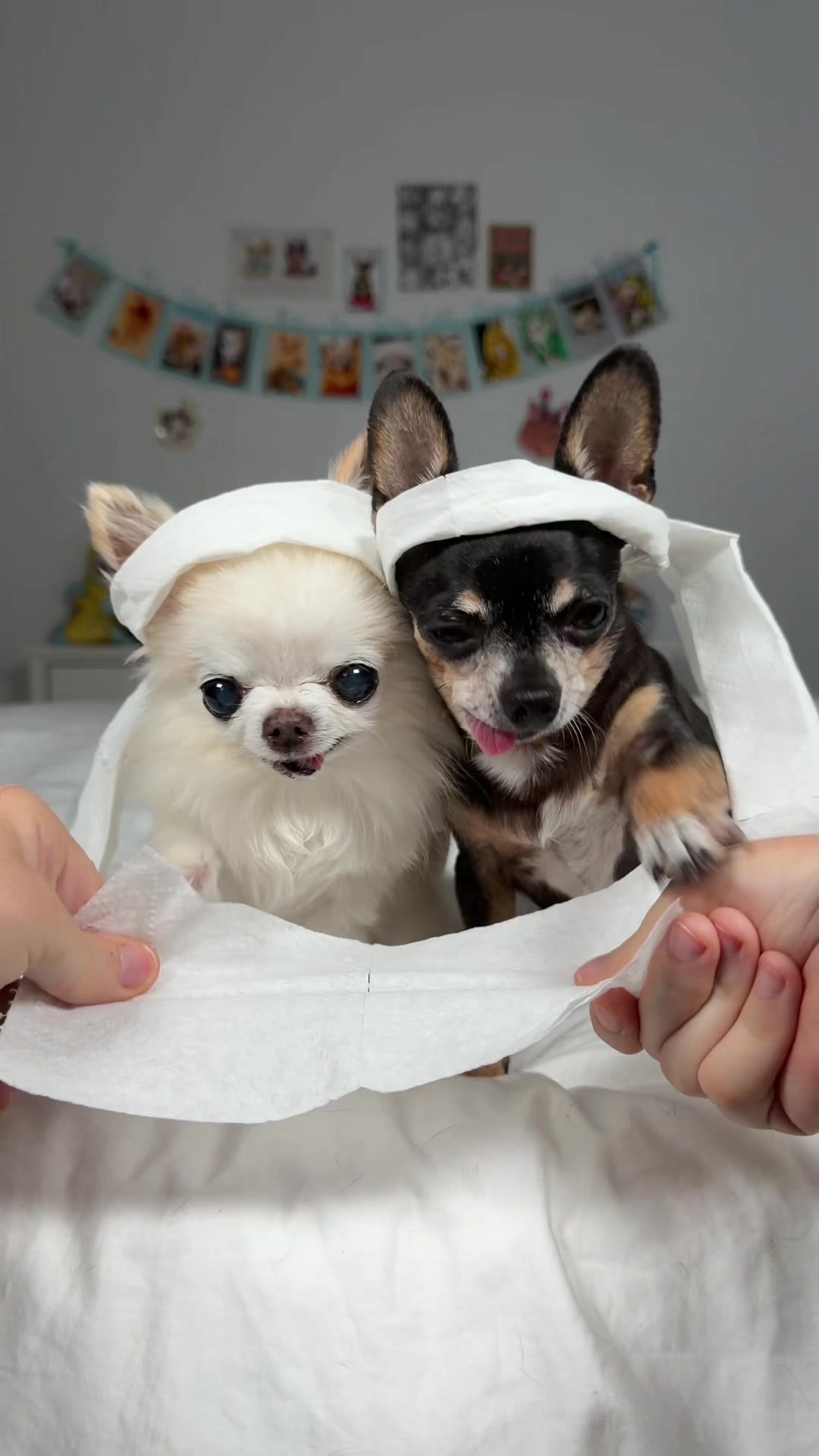 @Tiny Chihuahua Cedric & Maya