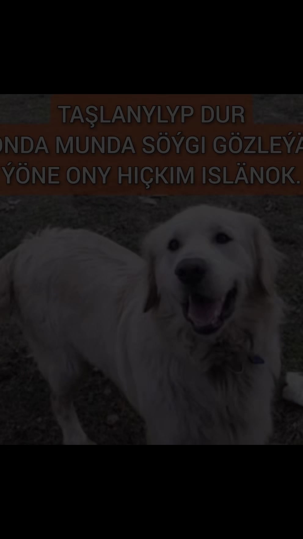 @suleyman