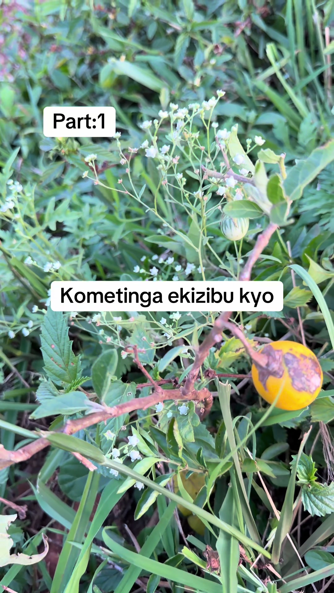 @Jaaja Naisonga omusawo