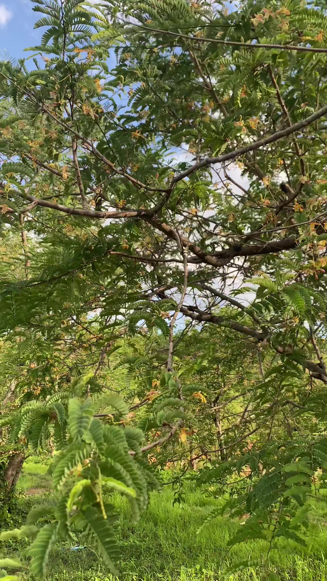@ลิต้าร์ ไม่ใช่ กีต้าร์ 🫠