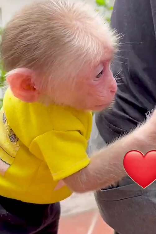 @Monkey Lily