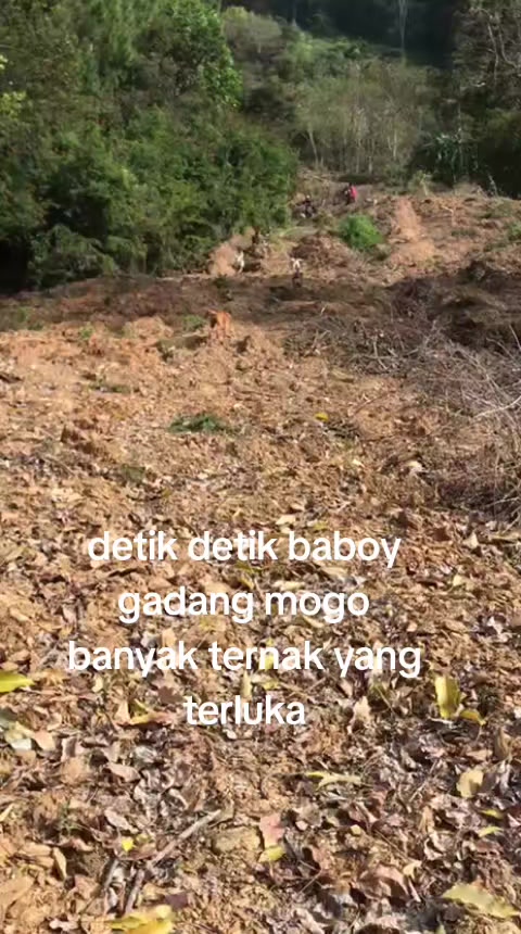 @PORBI GACOR 77