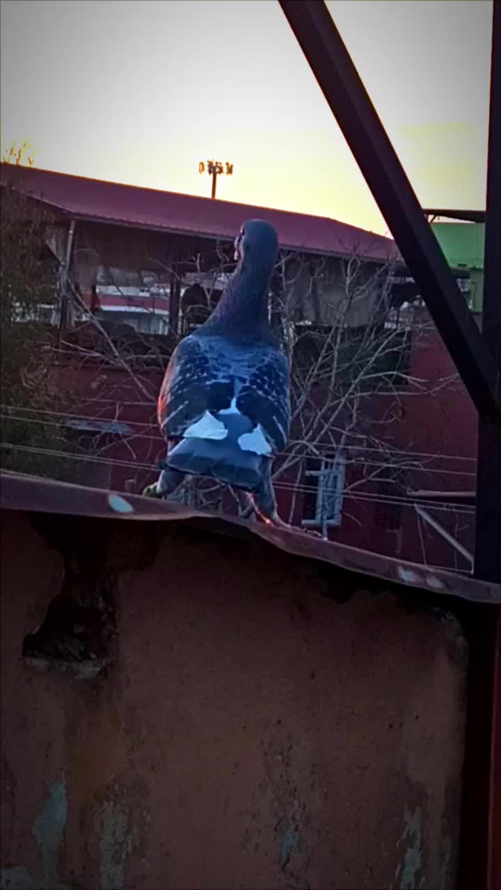 @kıvırcık Ali