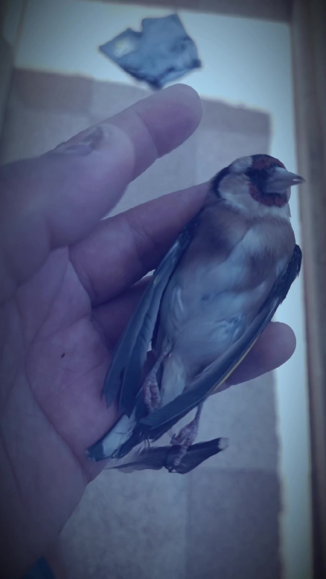 @قائد السرب