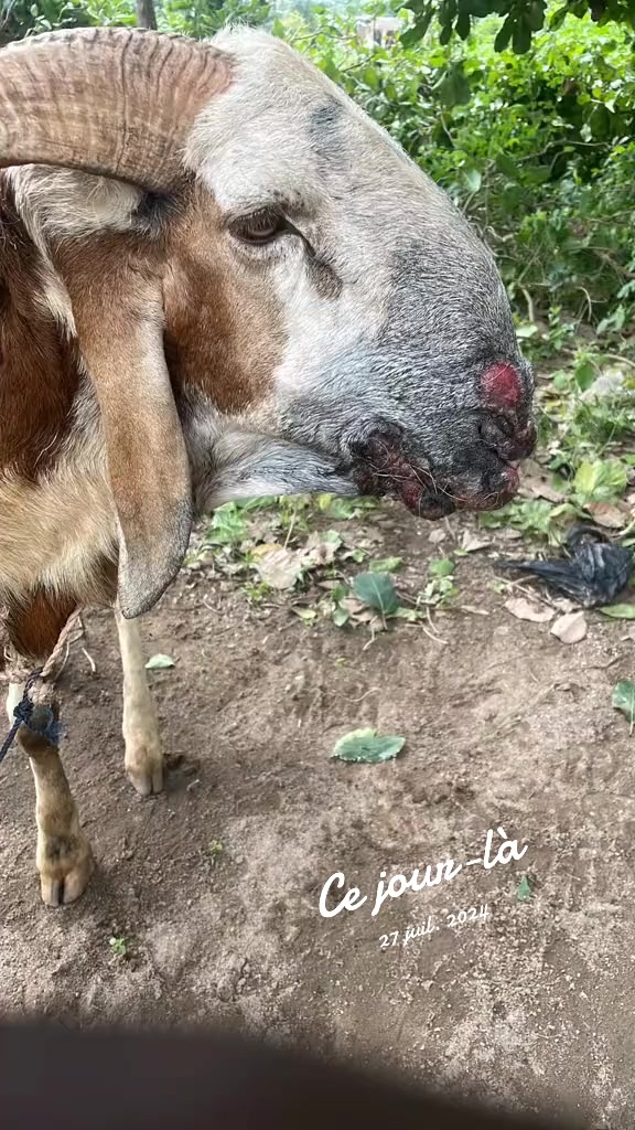 @LE BERGER☘️ÉLEVER💦🥰🇨🇮🇲🇱