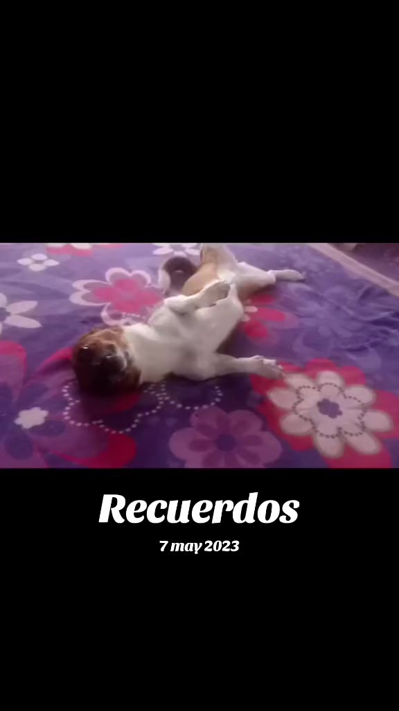 @luiselpollo95