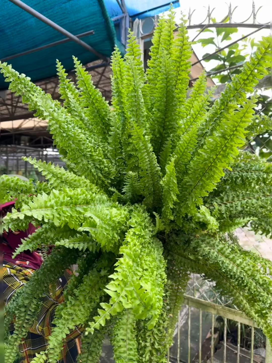 @Tiệm Lá Nhỏ