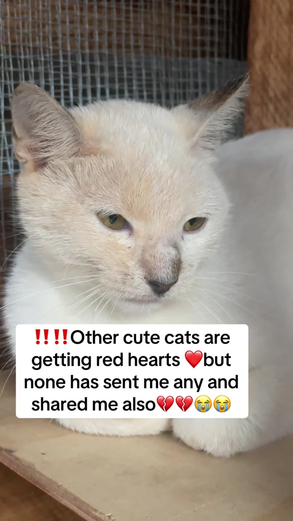 @tailspinrescue