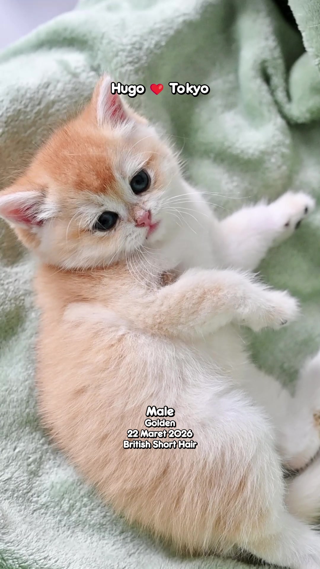 @dutchthebritishcat
