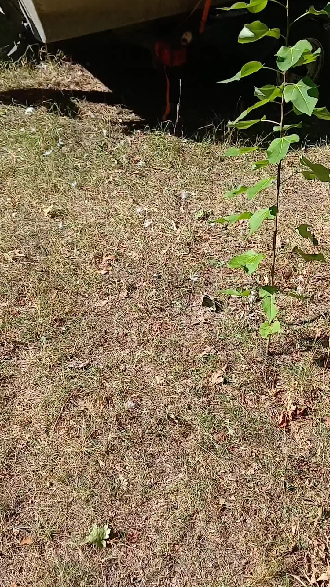 @GreenWitchkelliejo