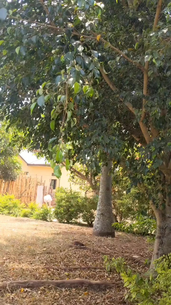 @afrosam