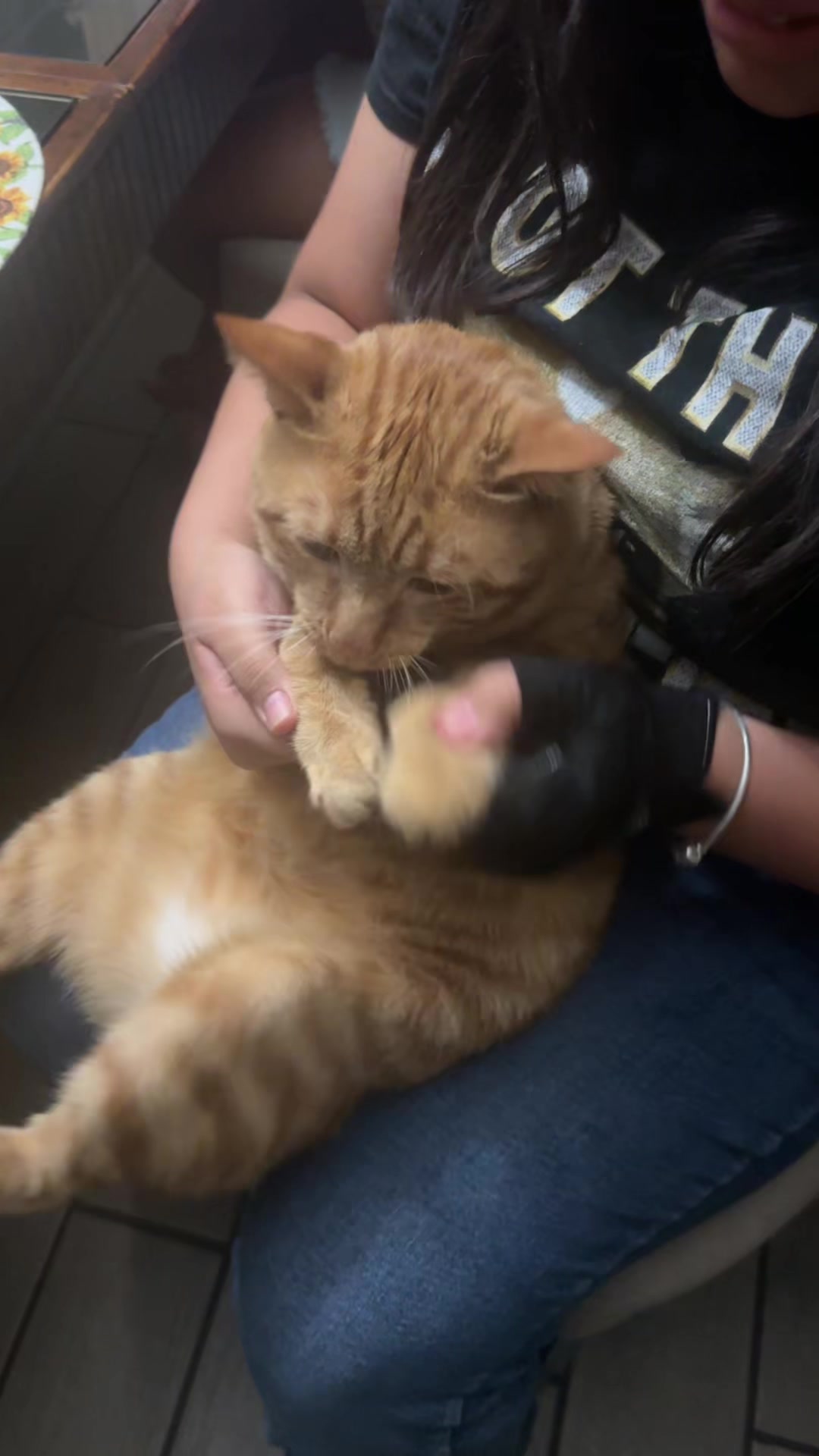 @Garfield the orange cat