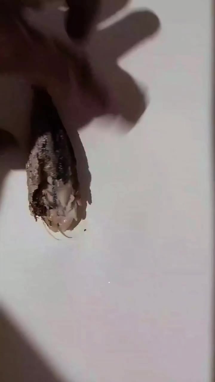 @Zeno 🕸️