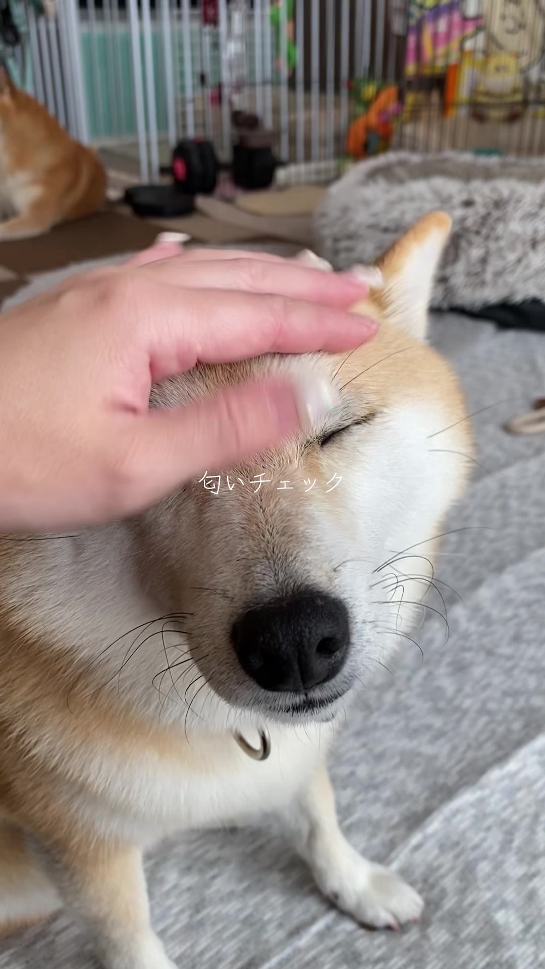 @こむぎといなり