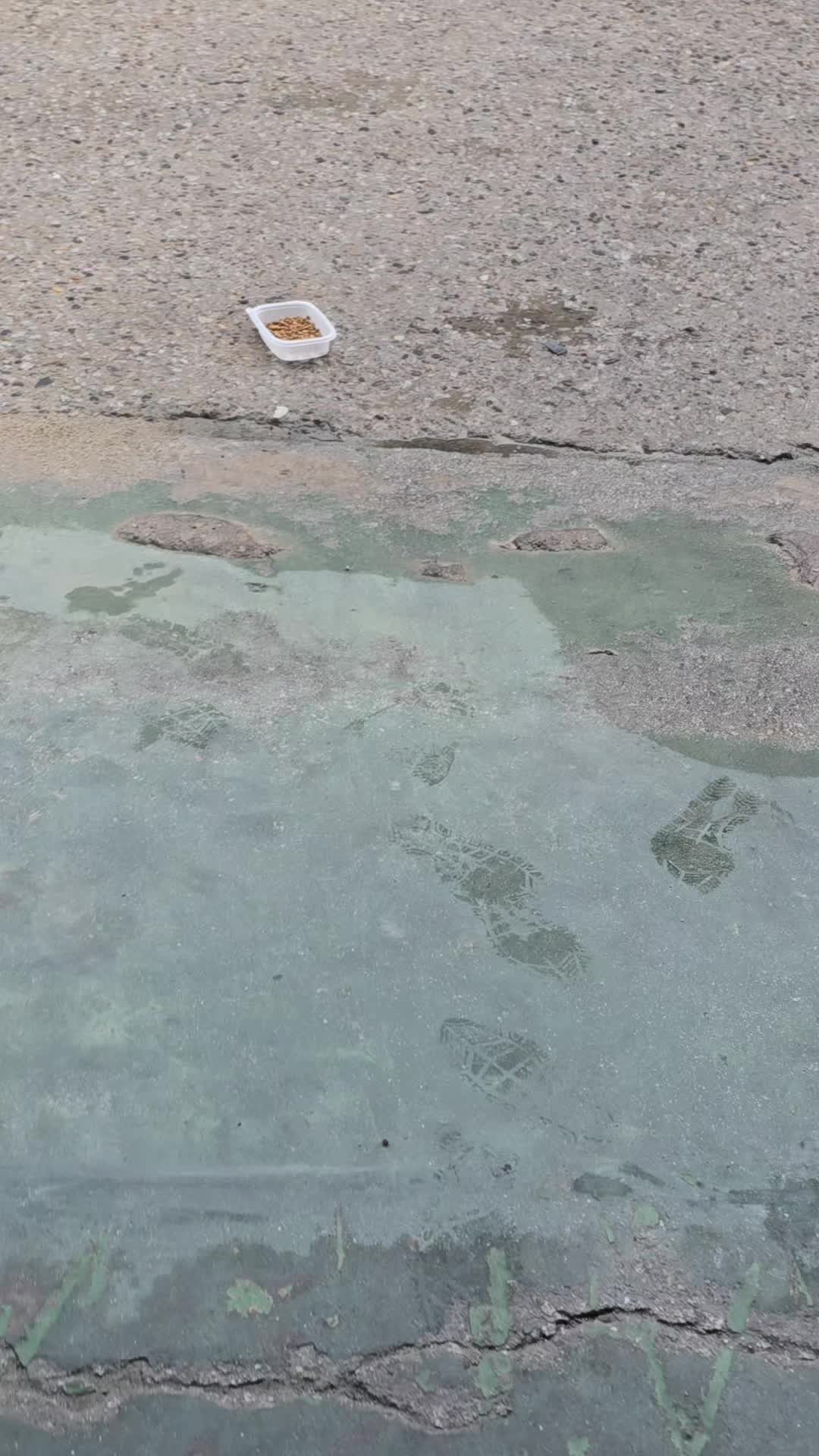 @고양이 형아
