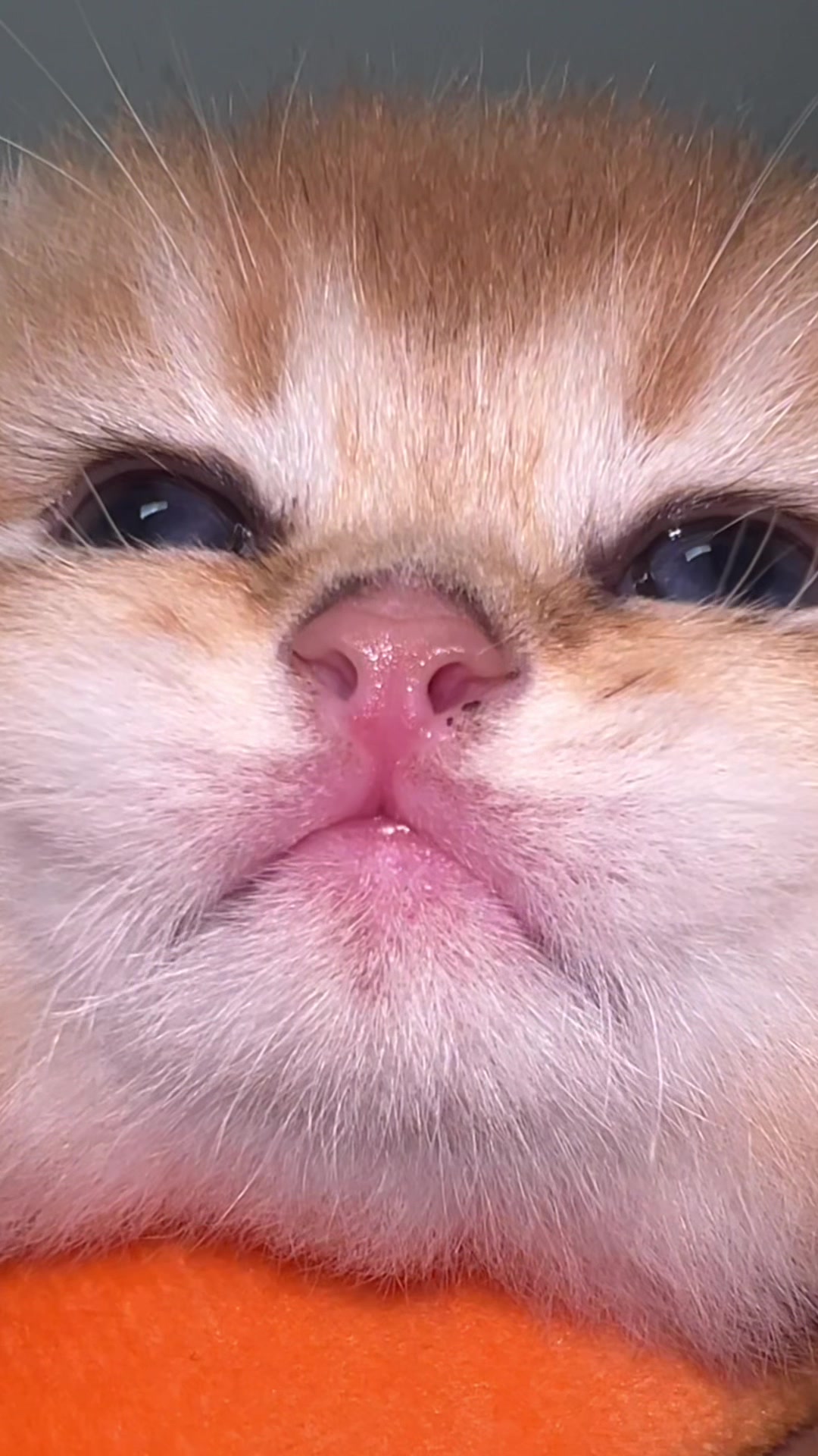 @Soothing Cats😻