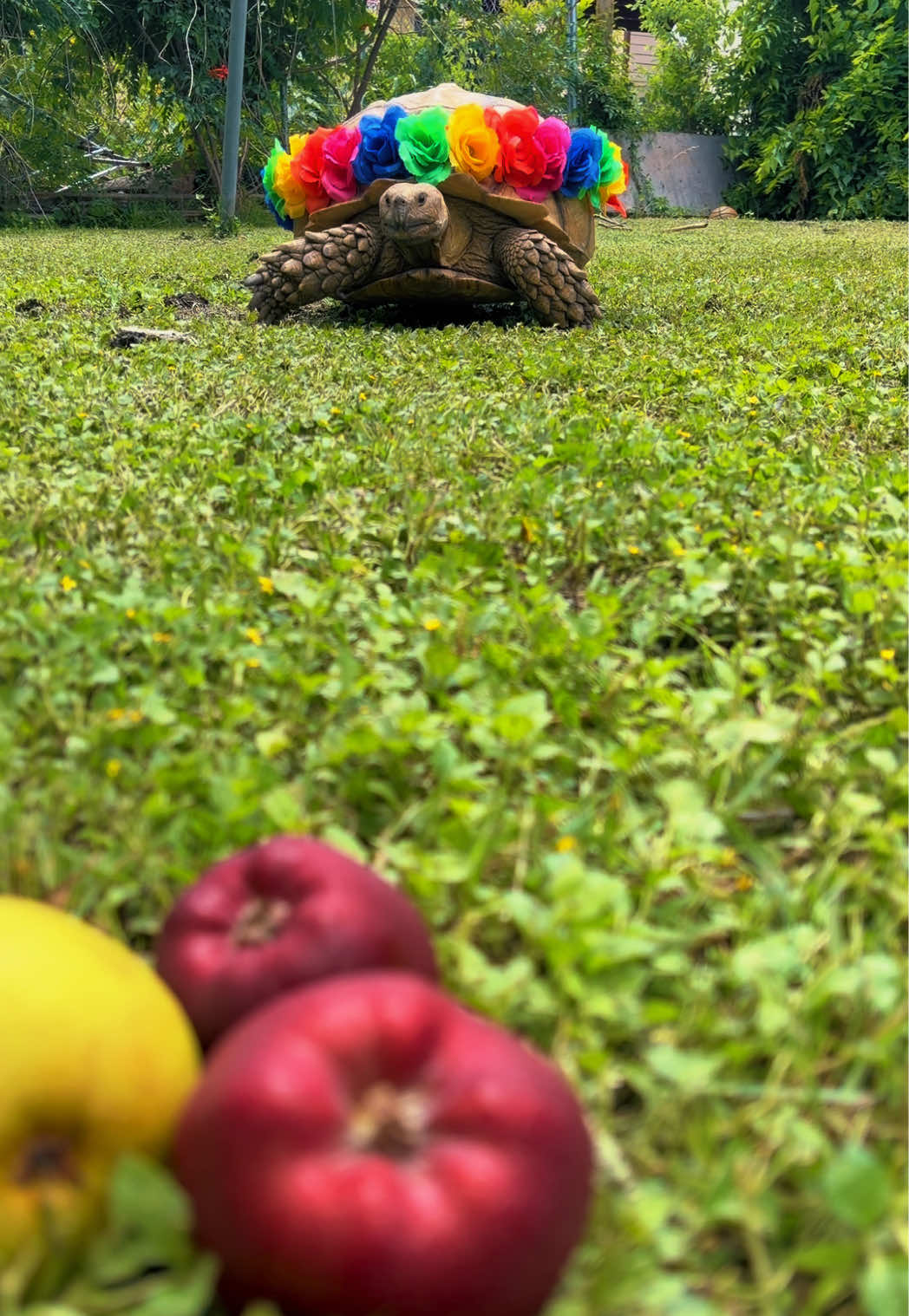 @OtisTheTortoise