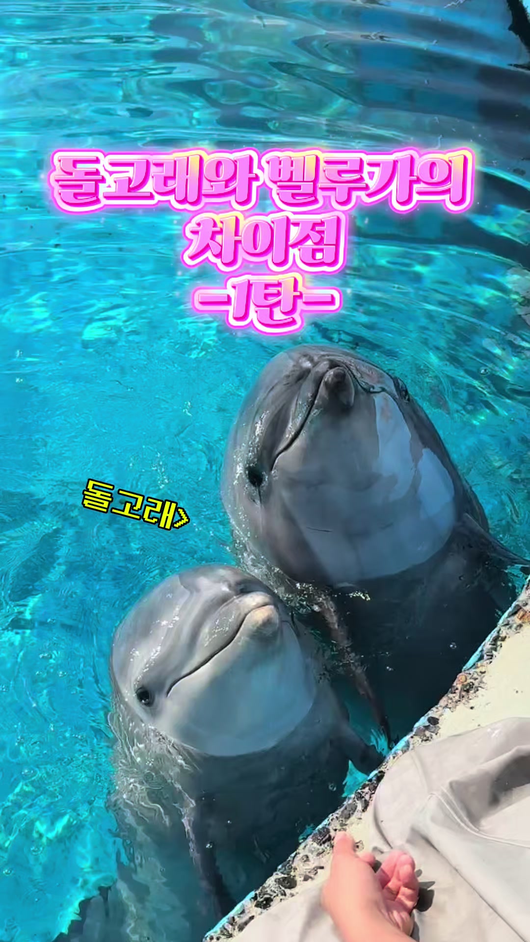 @DolphinTok