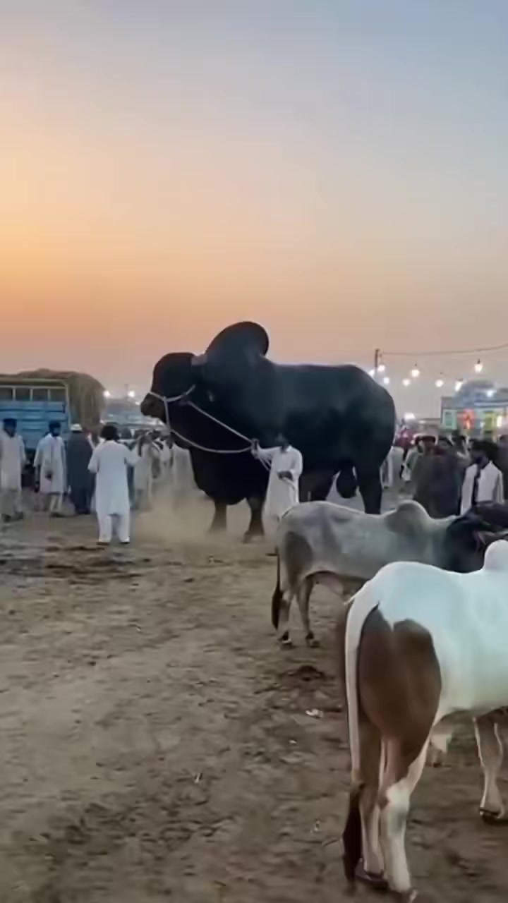 @ameerali50