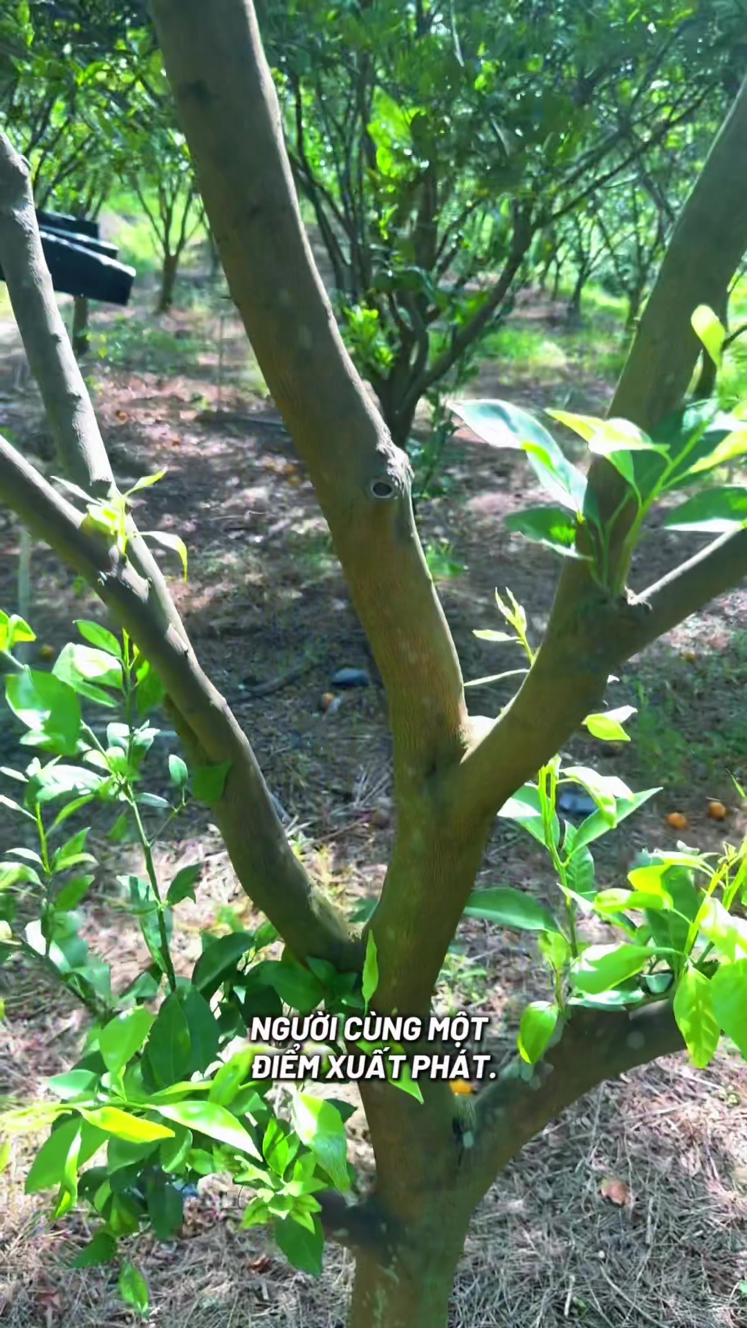 @D&oacute; Đen Việt !