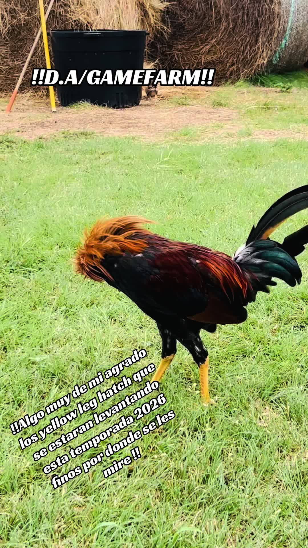 @DAgamefarm