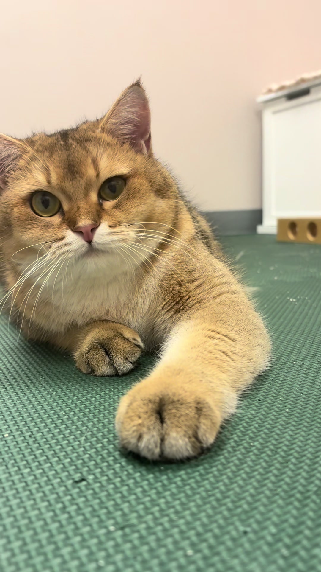 @The Fur Seasons Feline Rescue