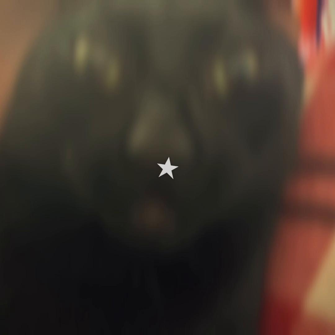 @CHARMANDER THE CAT!!