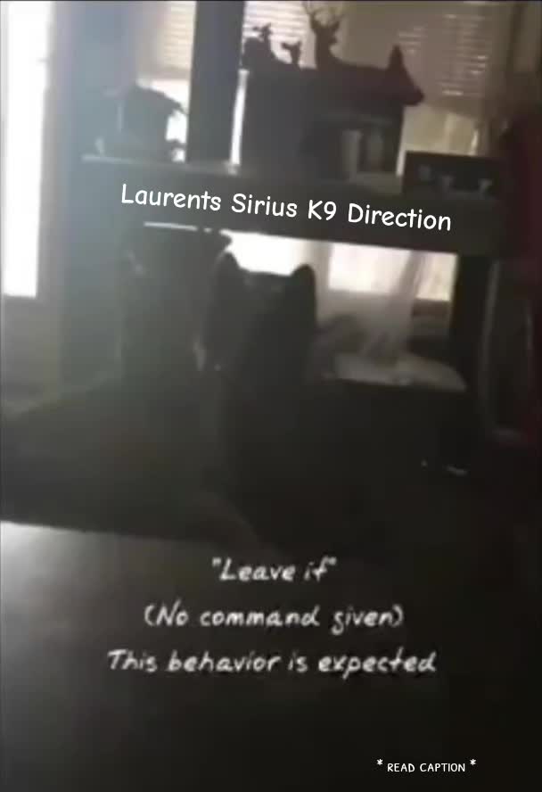 @Laurent&rsquo;s Sirius K9 Direction