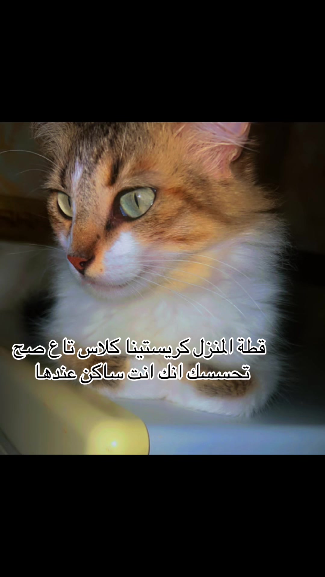 @dalindarousse