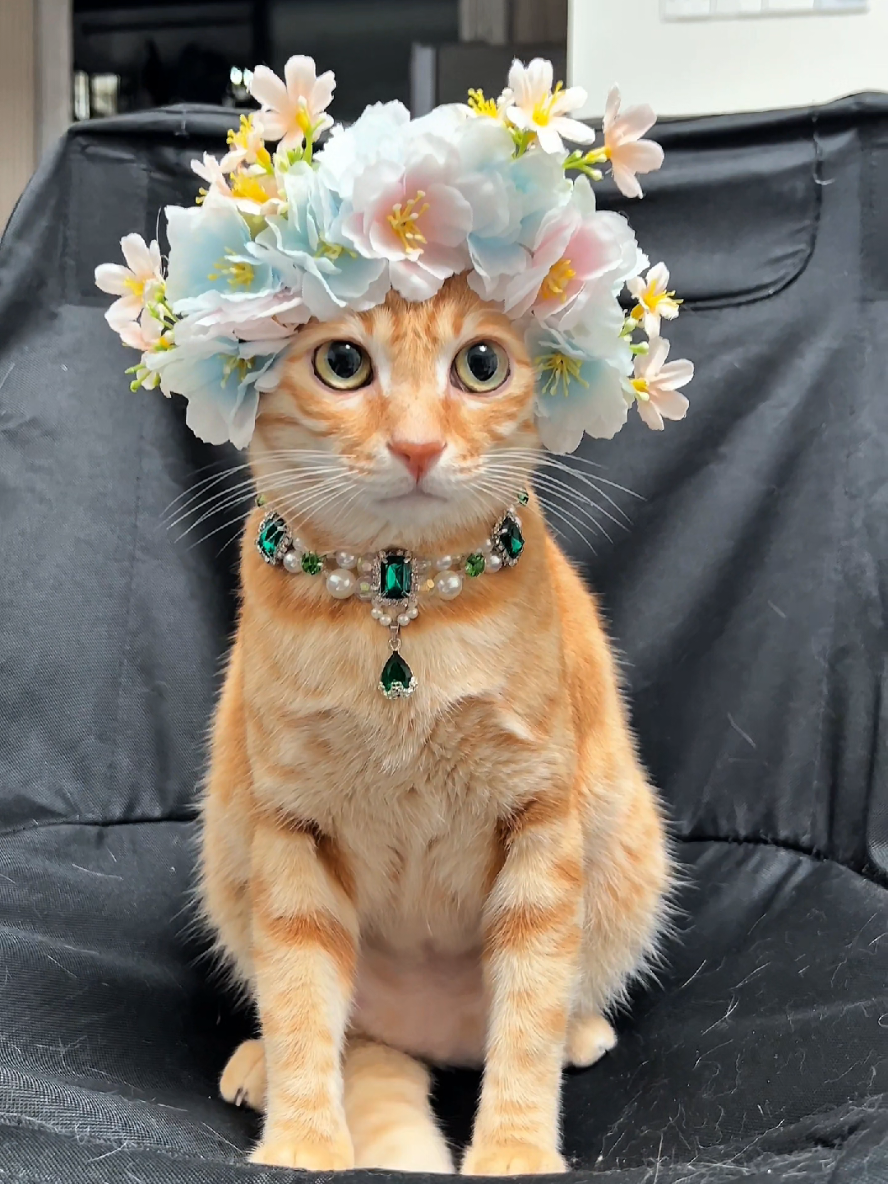@Cat Lovers Club