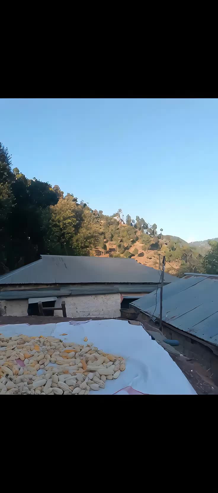 @محمد ابراہیم کشمیری 786