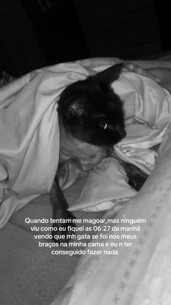 @Camargo 🇧🇷