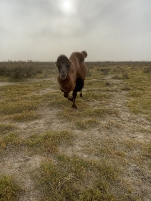 @Gislason Camel