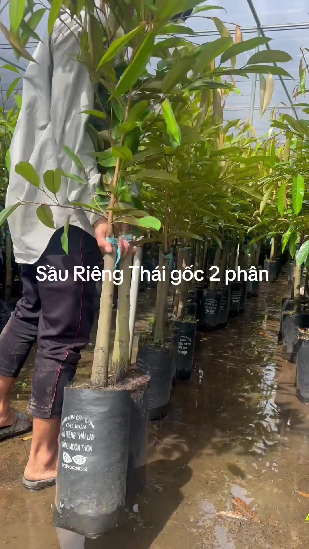 @Hùng Chương STCG Welofarm