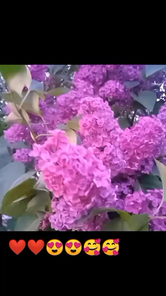 @коні в моді при любій погоді