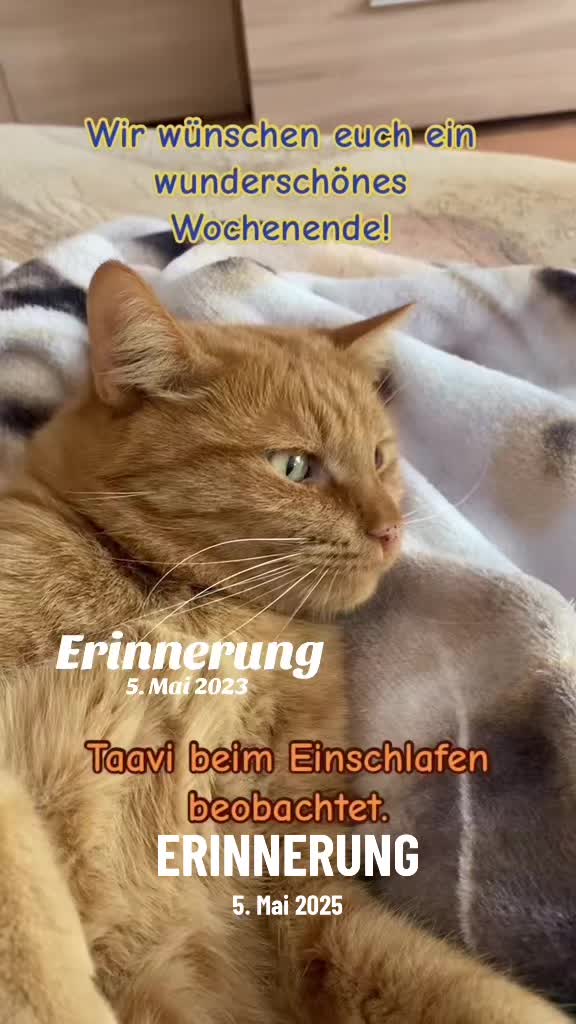 @Die süße kleine Katzencrew