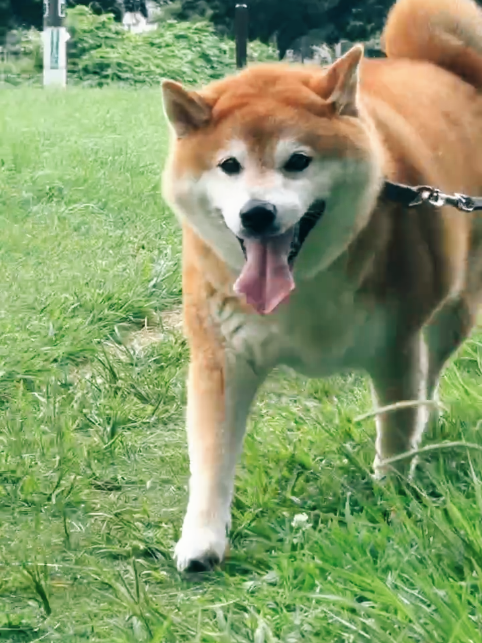 @柴犬とんこつ