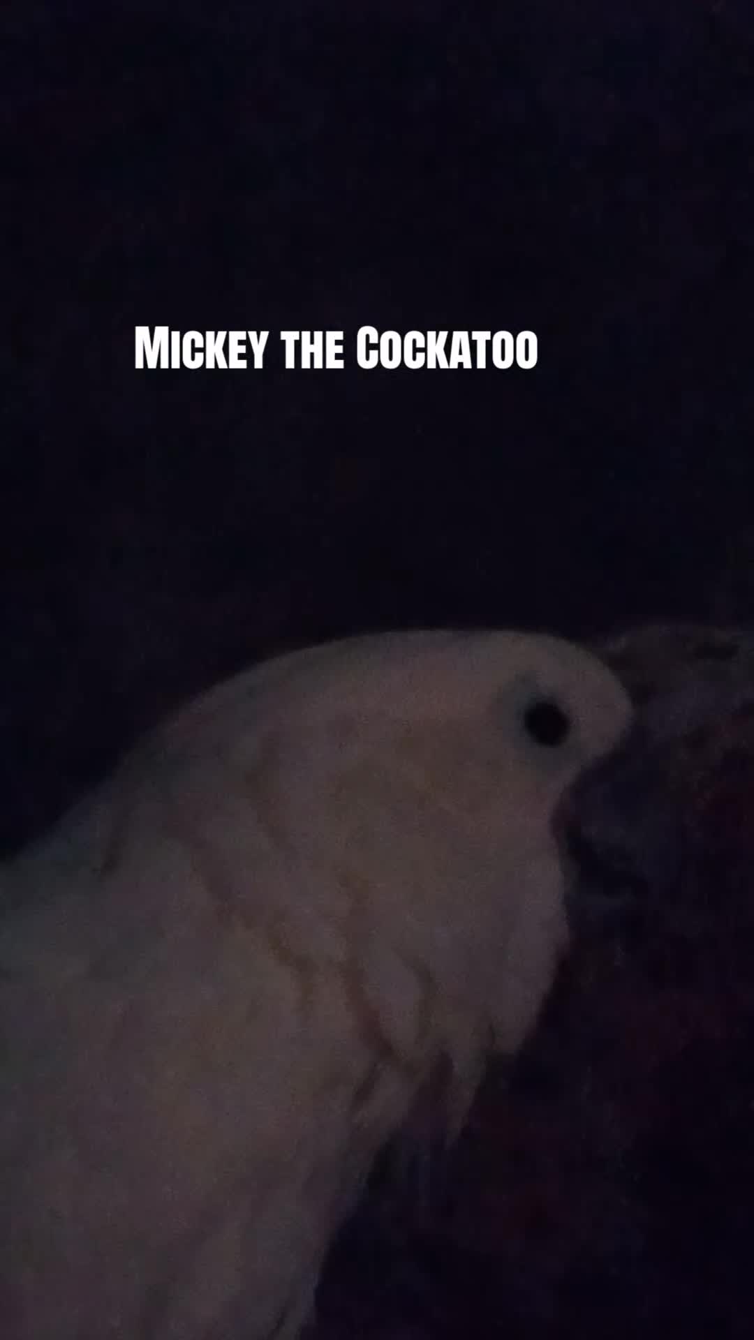 @Suzy the Cockatoo