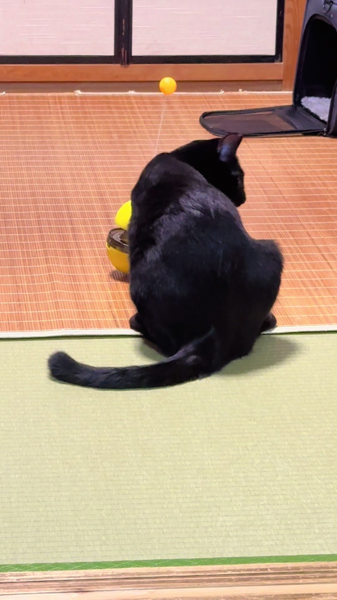 @黒猫兄弟ココピー&カリン