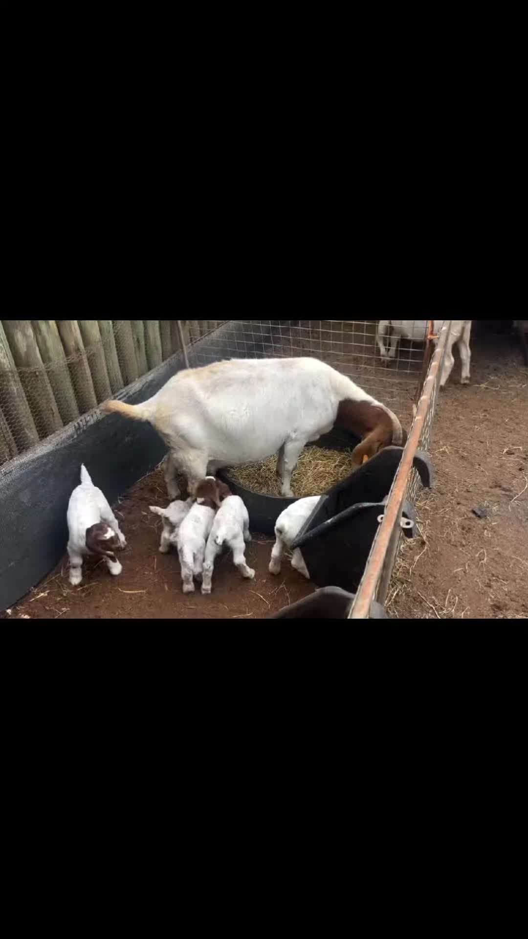 @OFFICIAL GICHEHA FARM RONGAI