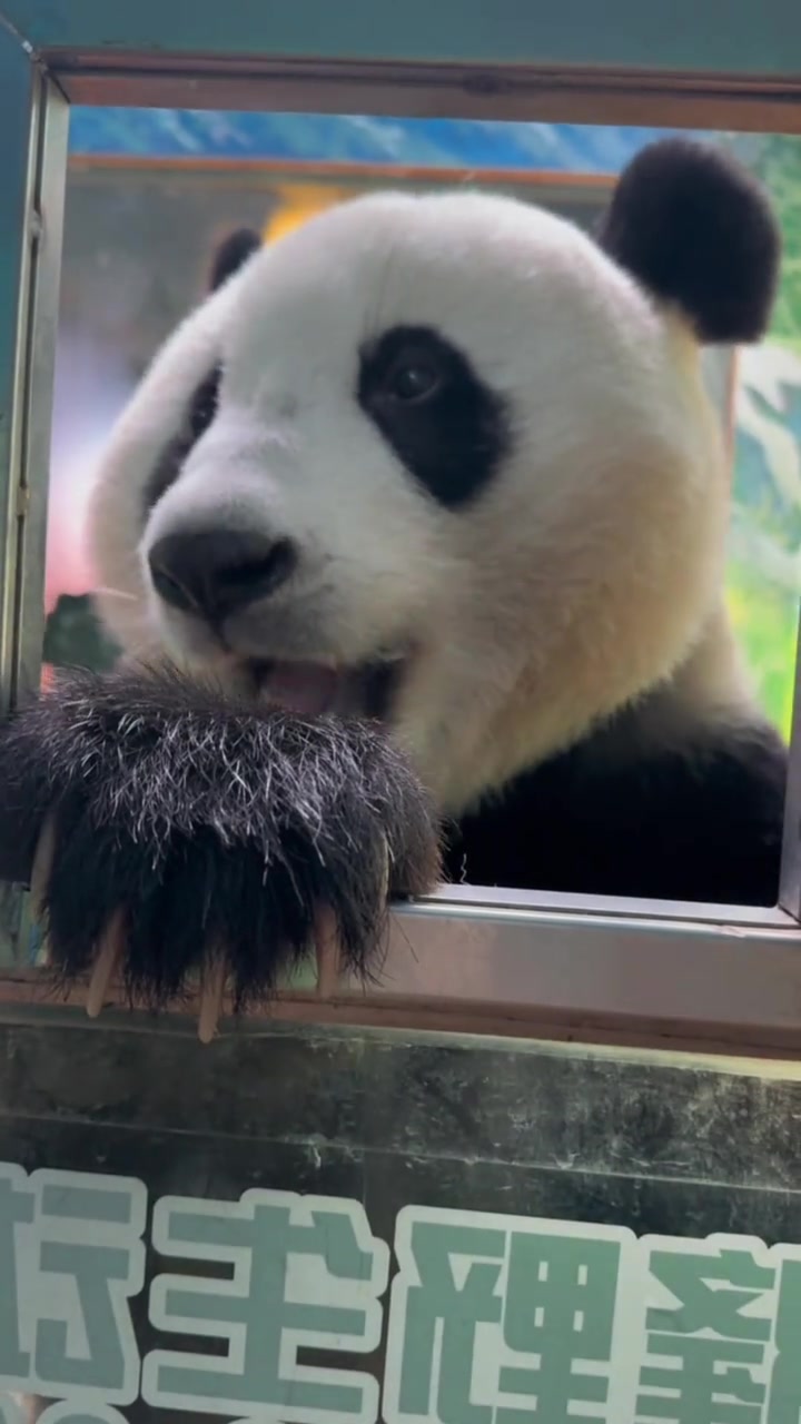 @熊猫妹珠🐼