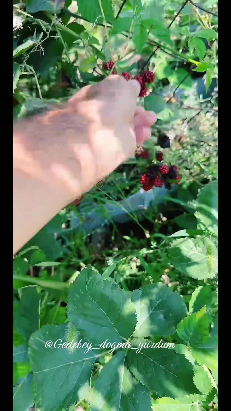 @Gədəbəy_ doğma_yurdum