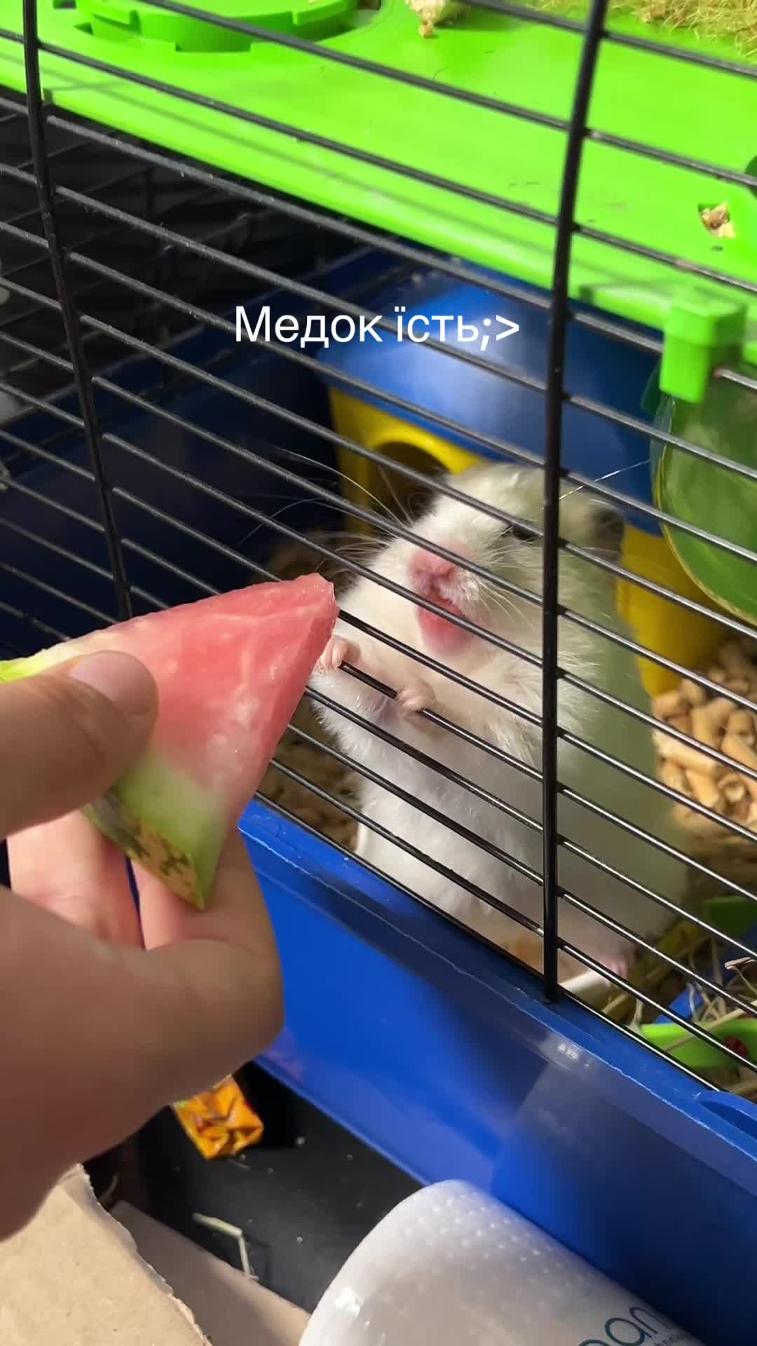 @꒰ა🦴 𝑀𝒾𝓈𝓉𝓎🐚໒꒱ ⋆&deg;.⋆