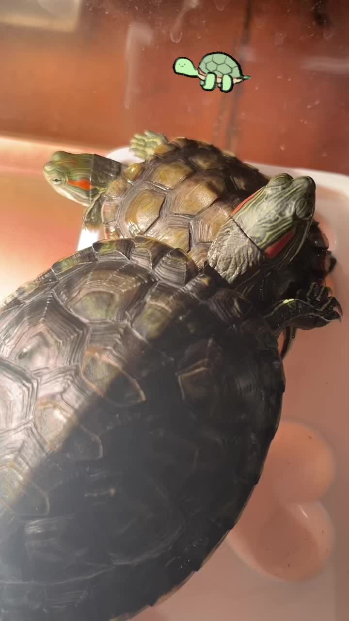 @Larry and Mary turtles
