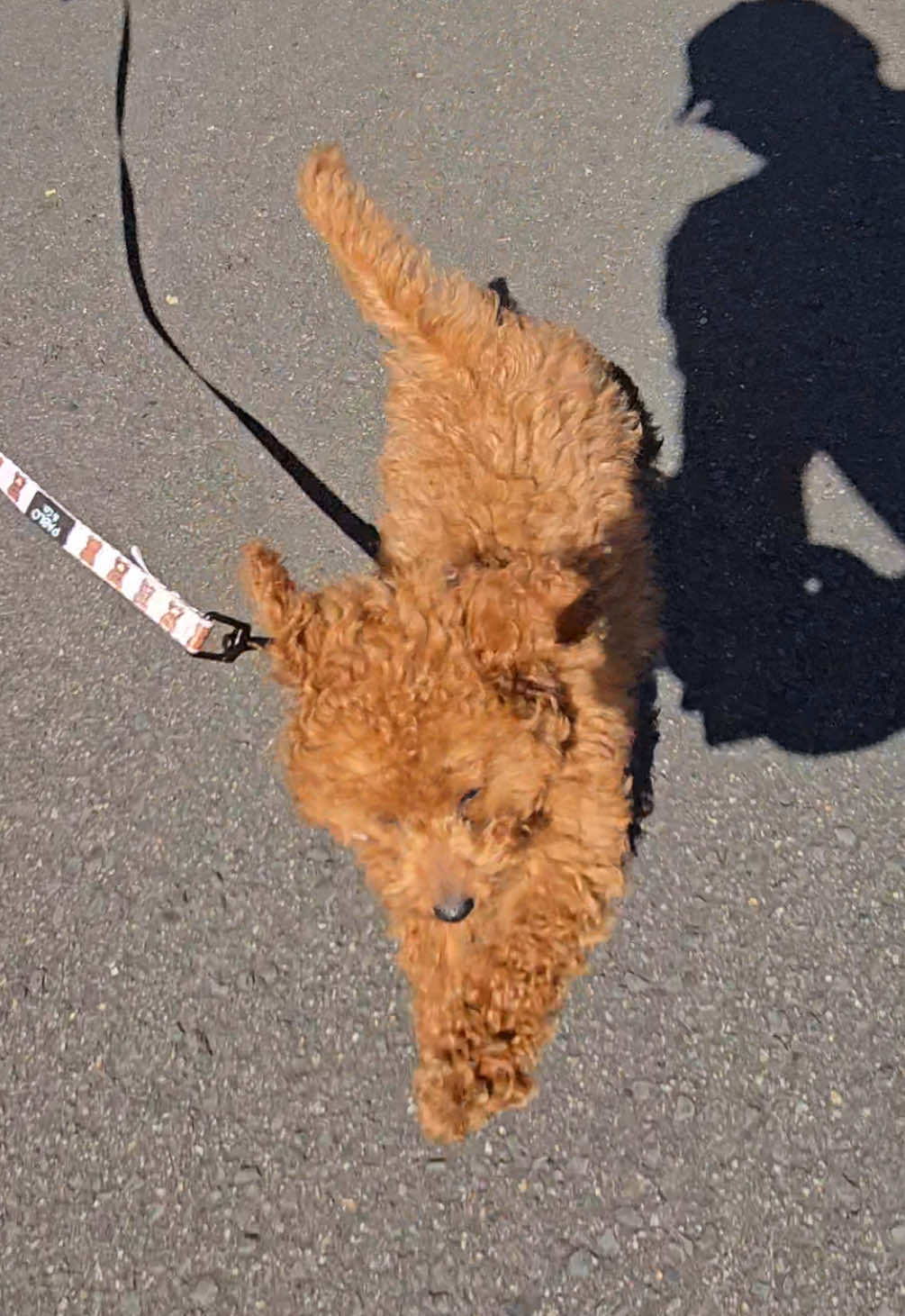 @peppermytoypoodle