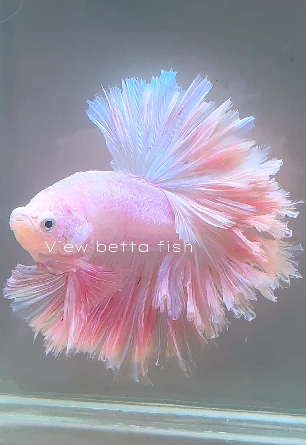 @วิวอยากเลี้ยงปลากัด🐠