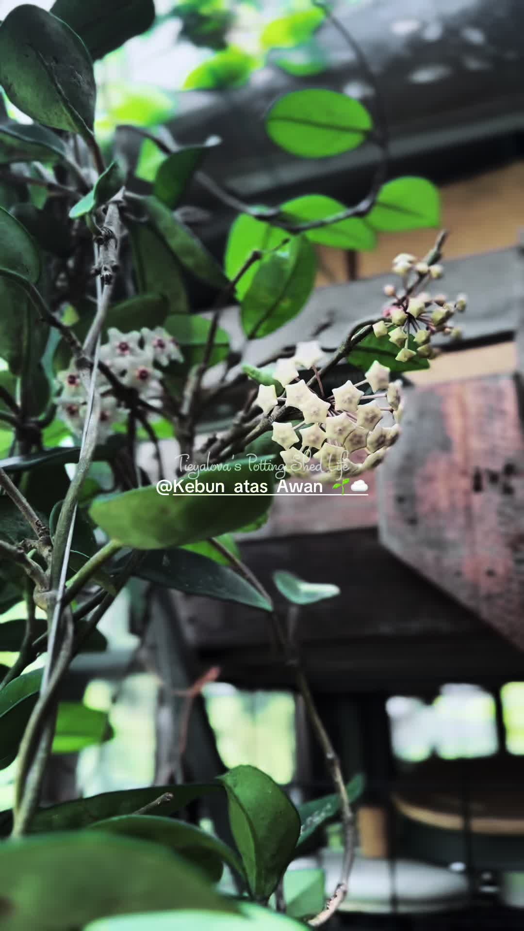 @Tieyalova’s Potting Shed