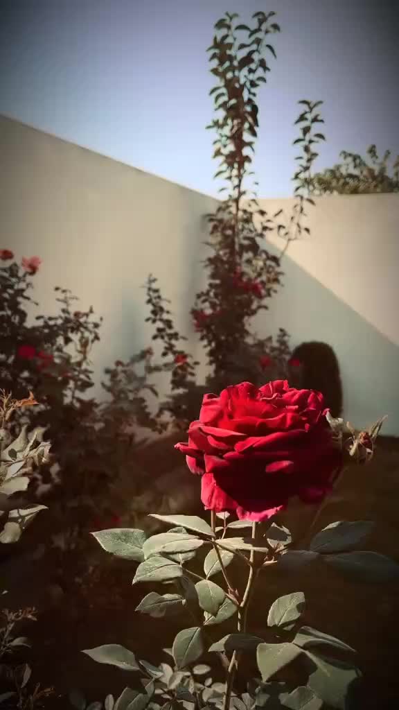 @غمِ زندگی تیرا شکریہ
